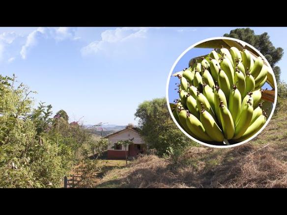 AGORA VOCÊ VÊM! PROPRIEDADE RURAL COM CASA E ÁRVORES FRUTÍFERAS PRODUZINDO EM PEDRALVA, MINAS GERAIS
