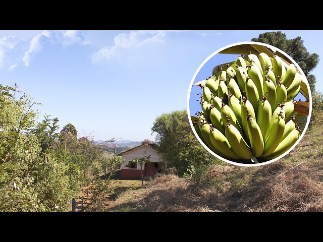 AGORA VOCÊ VÊM! PROPRIEDADE RURAL COM CASA E ÁRVORES FRUTÍFERAS PRODUZINDO EM PEDRALVA, MINAS GERAIS