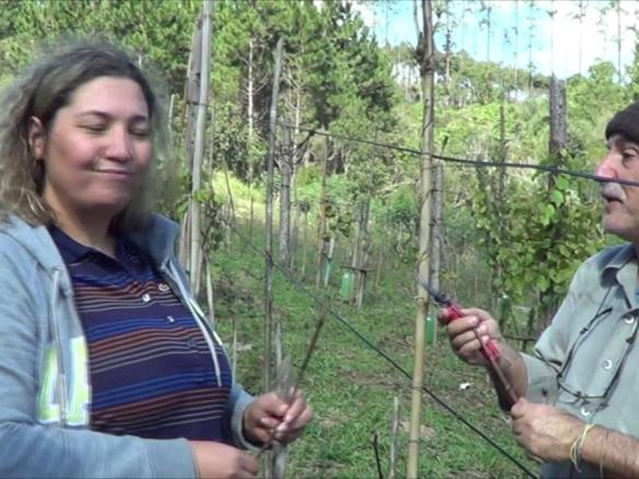 1114 ) –  5° PARTE – SÃO LOURENÇO DA SERRA  – SP – ENXERTIA DE VIDEIRA
