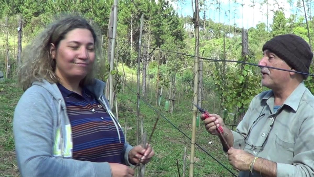1114 ) –  5° PARTE – SÃO LOURENÇO DA SERRA  – SP – ENXERTIA DE VIDEIRA