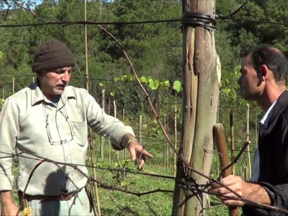 1116 ) –  7°  PARTE – SÃO LOURENÇO DA SERRA – SP – ENXERTIA DE VIDEIRA
