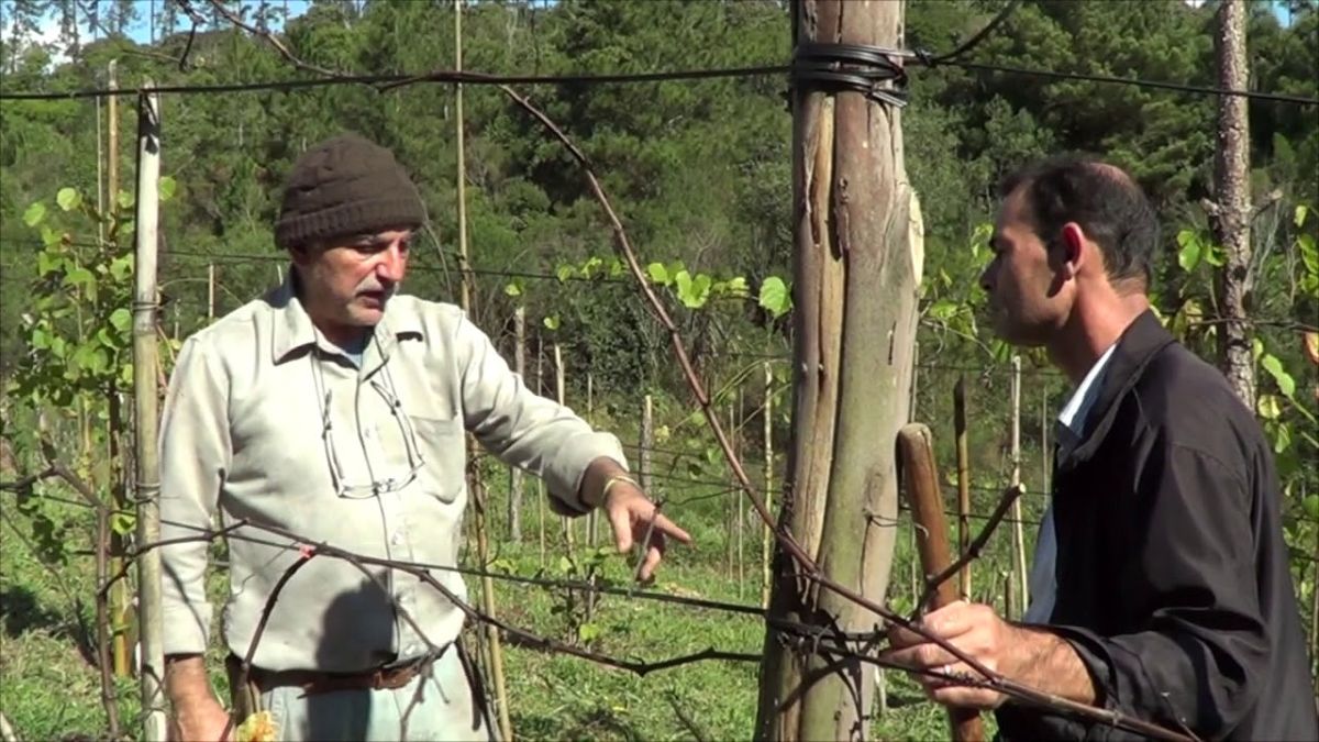 1116 ) –  7°  PARTE – SÃO LOURENÇO DA SERRA – SP – ENXERTIA DE VIDEIRA