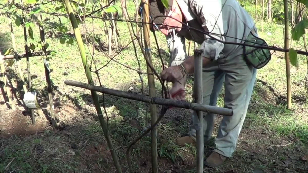 1118 ) –  9° PARTE – SÃO LOURENÇO DA SERRA – SP  – ENXERTIA DE VIDEIRA