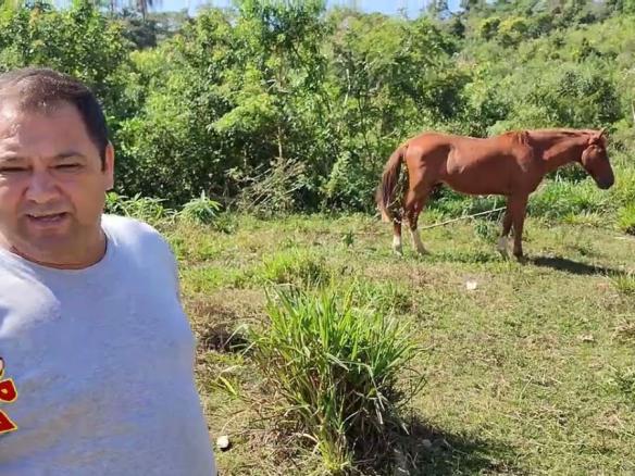 CAVALOS ABANDONADOS EM SÃO LOURENÇO DA SERRA