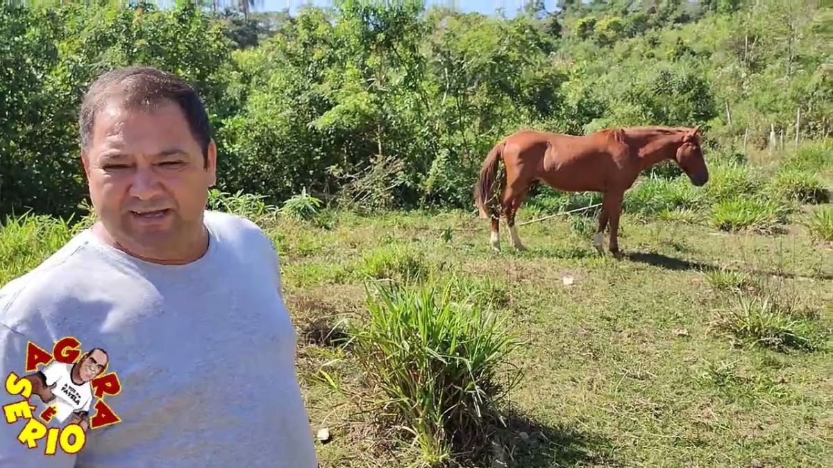CAVALOS ABANDONADOS EM SÃO LOURENÇO DA SERRA