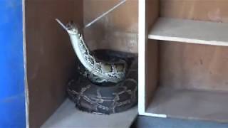 Cobra Gigante é Capturada em Juquitiba na Favela dos Brancos