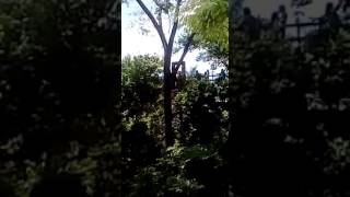 Descendo tirolesa no sitio fazenda do vovô.