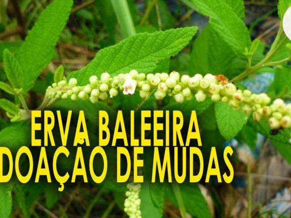 Erva Baleeira, Planta Medicinal com Sitio São Camilo em Juquitiba