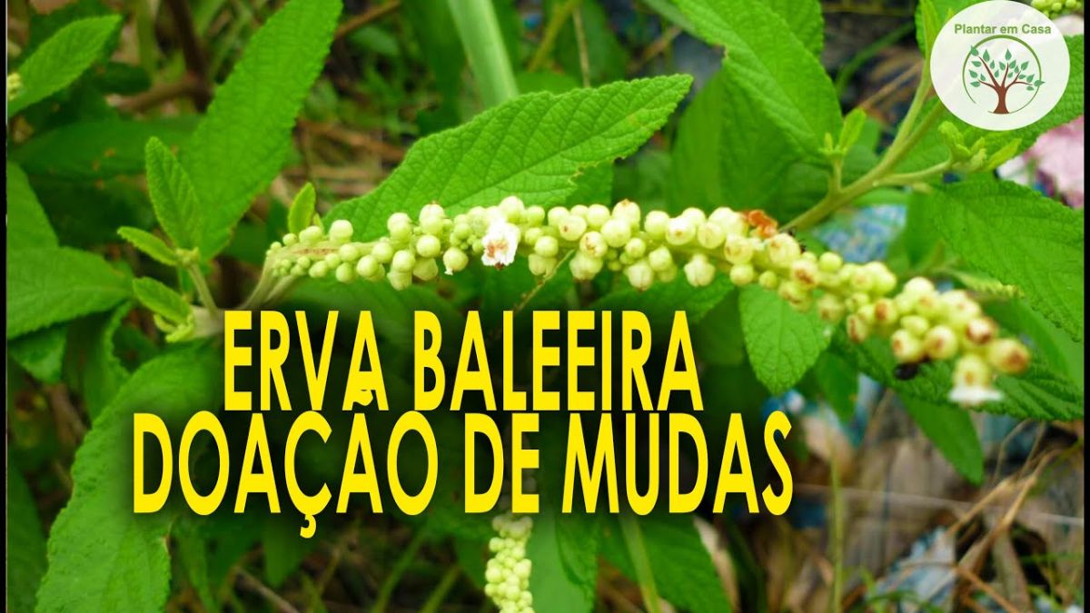 Erva Baleeira, Planta Medicinal com Sitio São Camilo em Juquitiba