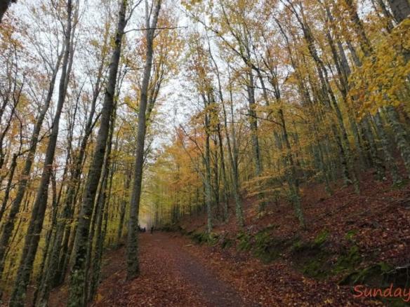 Faias de São Lourenço – Manteigas Serra da Estrela.