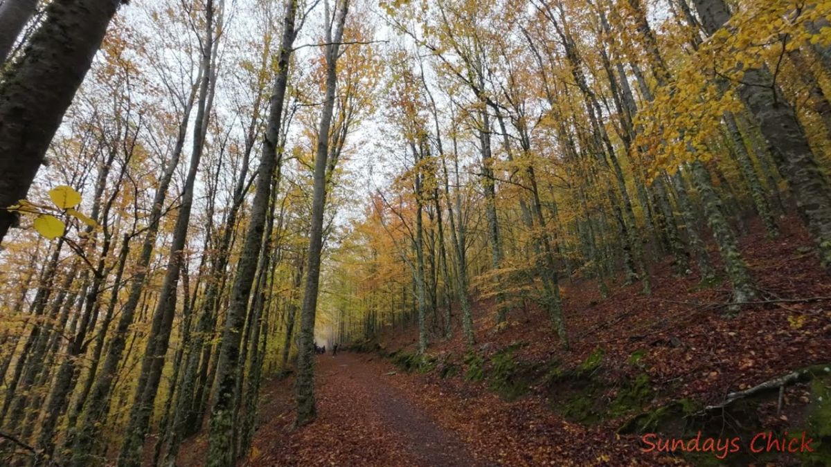 Faias de São Lourenço – Manteigas Serra da Estrela.