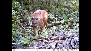 Fauna silvestre de Juquitiba