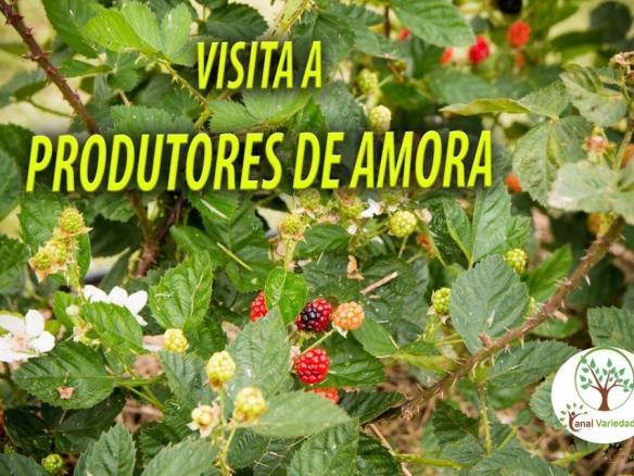 GRANDES PRODUTORES DE AMORA, GIRO EM JUQUITIBA SP