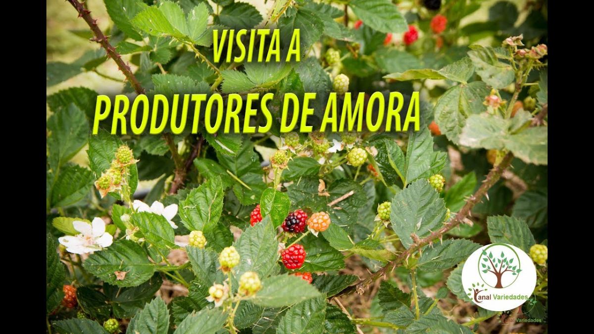 GRANDES PRODUTORES DE AMORA, GIRO EM JUQUITIBA SP