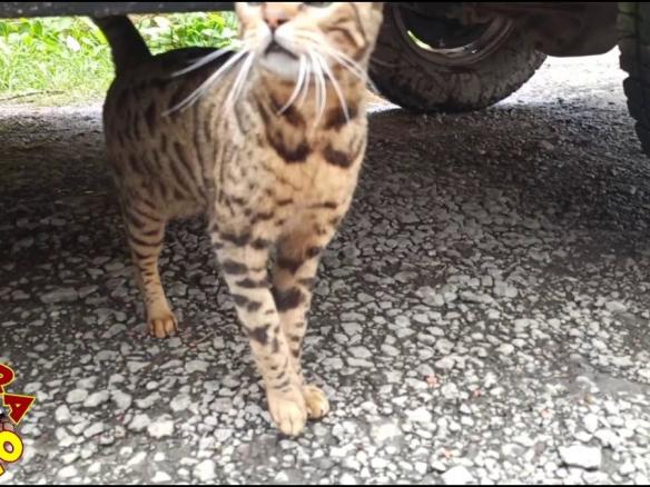 Gato filhote de onça em Juquitiba