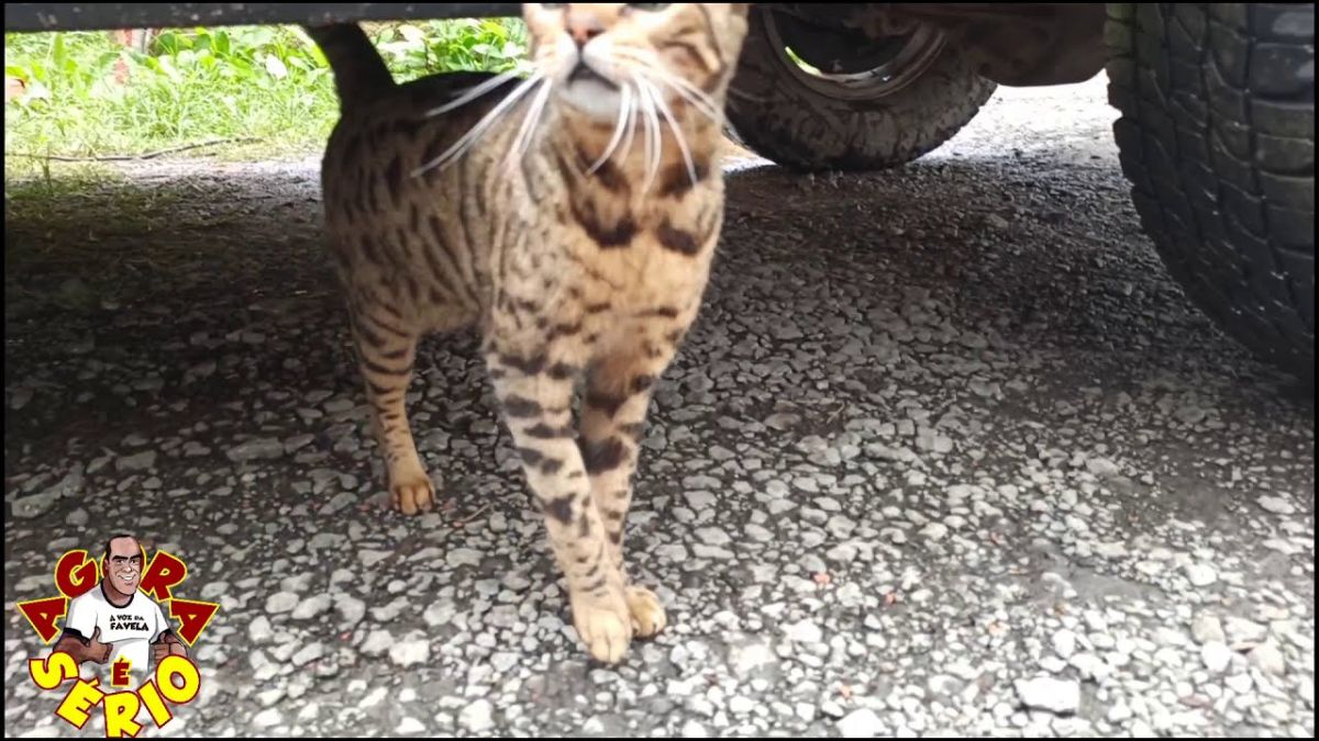 Gato filhote de onça em Juquitiba