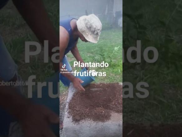 Juquitiba plant frutiferas #chacarapaisefilhos #meudiadianachacara #amordequatropatas #agro #davy