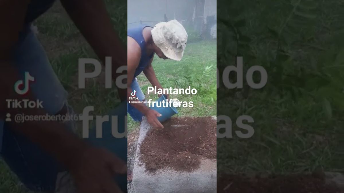 Juquitiba plant frutiferas #chacarapaisefilhos #meudiadianachacara #amordequatropatas #agro #davy