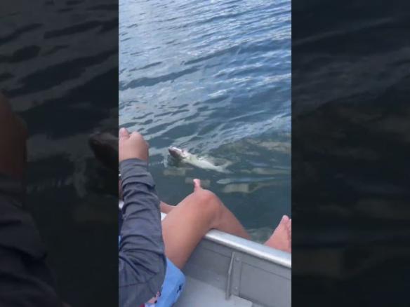 Pescaria de barco bagre represa Juquitiba cachoeira da fumaça