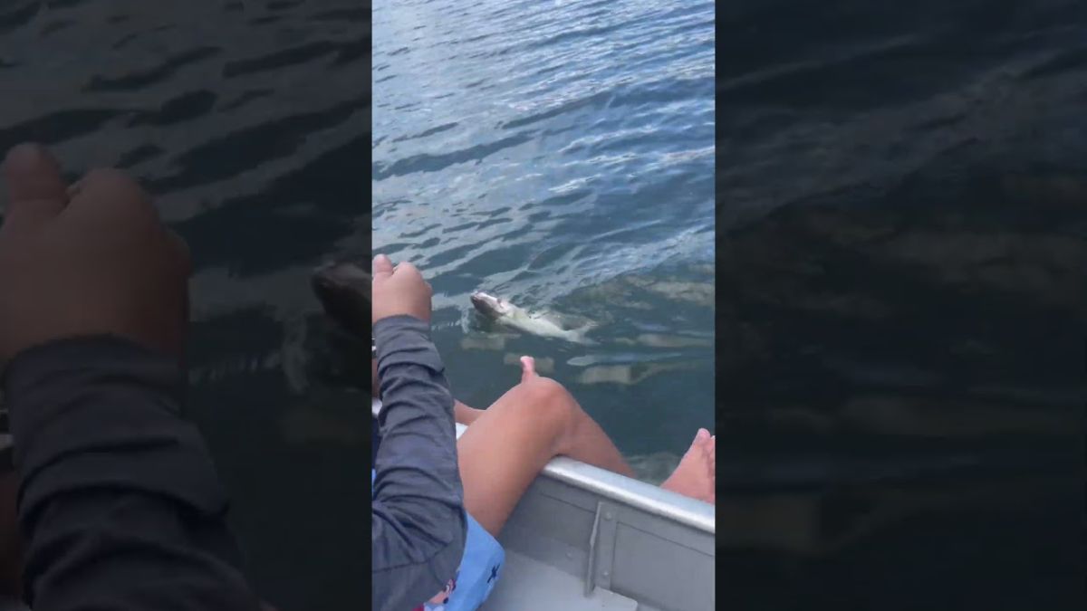 Pescaria de barco bagre represa Juquitiba cachoeira da fumaça