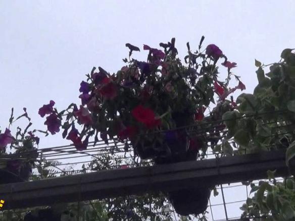 SÃO LOURENÇO DA SERRA PORTAL DA FLORES QUE ESTÃO MORRENDO