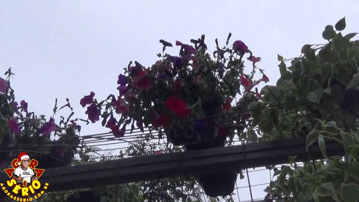 SÃO LOURENÇO DA SERRA PORTAL DA FLORES QUE ESTÃO MORRENDO