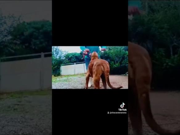 SEXTOU, com meu parceiro Maxsuel #filabrasileiro #cãodeguarda #juquitiba