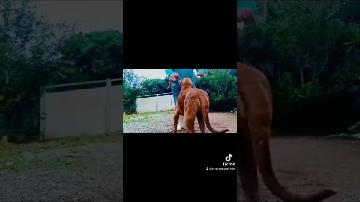 SEXTOU, com meu parceiro Maxsuel #filabrasileiro #cãodeguarda #juquitiba