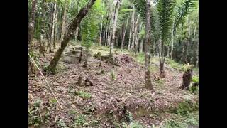 TERRENO EM JUQUITIBA