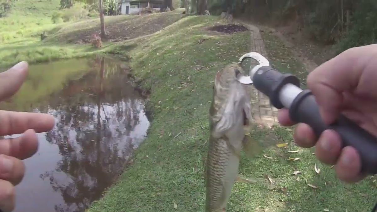 Traíras nativas em lago selvagem – PESCARIA EM JUQUITIBA/SP