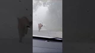 URGENTE MORADOR FILMA ONÇA NA ESTRADA DA BARRINHA EM SÃO LOURENÇO DA SERRA