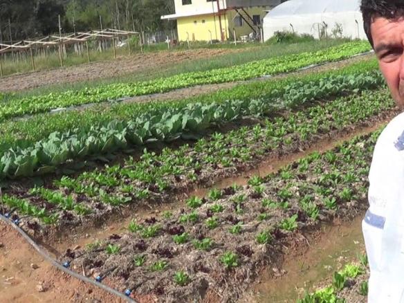 ZÉ DA SAMA O MAIOR PRODUTOR ORGANICO DE JUQUITIBA