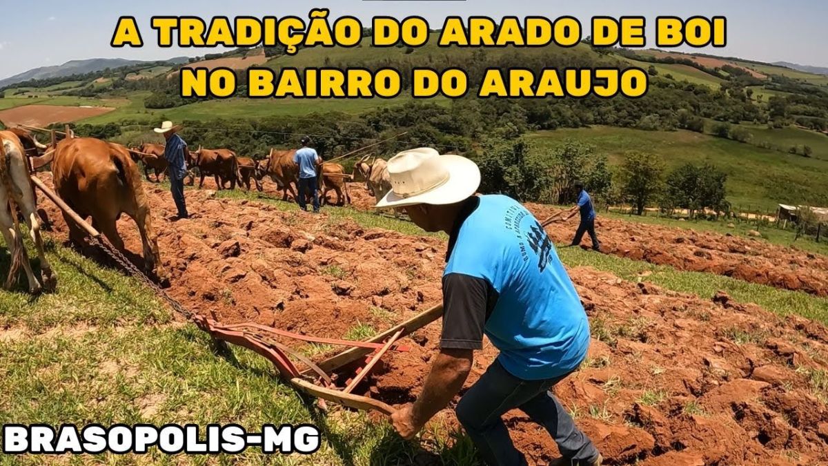 #chicoabelha CARREIROS SE UNEM PARA MANTER A TRADIÇÃO