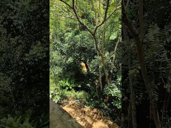 são Lourenço da serra sp