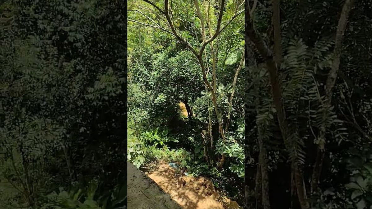 são Lourenço da serra sp