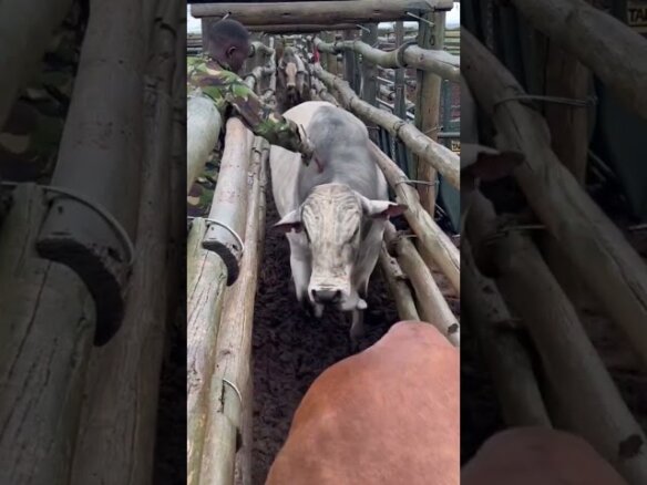 Vacinando os marrucos boran na áfrica!! ¡Vacunando toros boran en África! #fazenda #gado #nelore