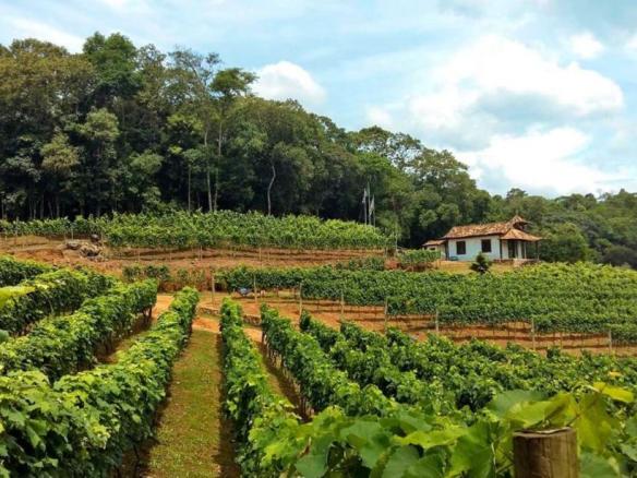 Rota do Vinho: Potencial Imobiliário da Região de São Roque e Ibiúna: Foco em Imóveis Rurais e Urbanos