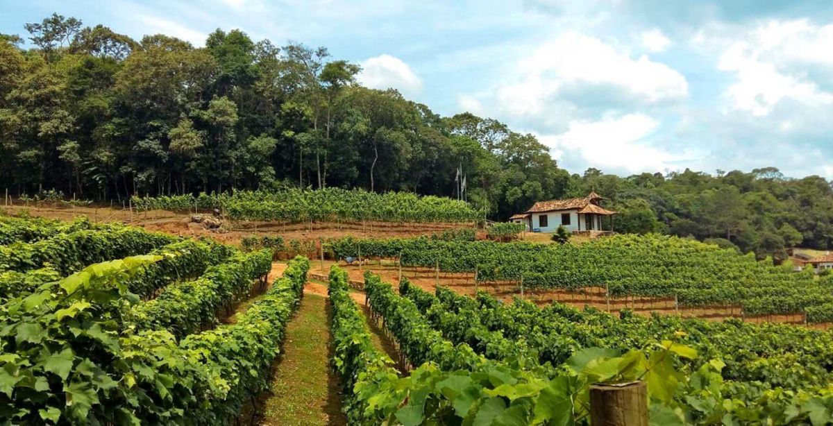 Rota do Vinho: Potencial Imobiliário da Região de São Roque e Ibiúna: Foco em Imóveis Rurais e Urbanos