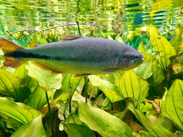 a fish that is swimming in some water