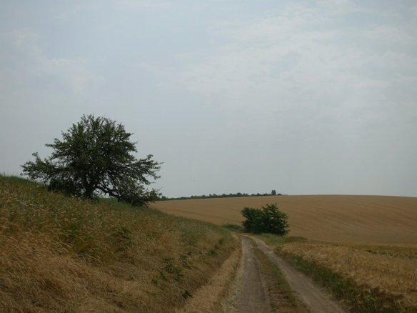 Entenda o Mercado Imobiliário Rural – Parte 1 (Understand The Real Estate Market Rural)
